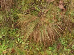 Confused Fescue thumbnail 1