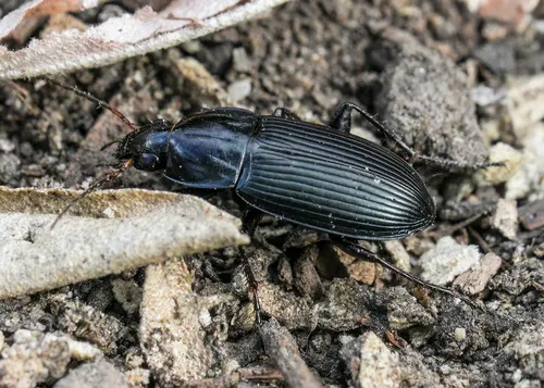 Poecilus corvus