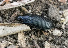 Poecilus corvus thumbnail 1