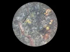 Thyronectroidea chrysogramma thumbnail 2