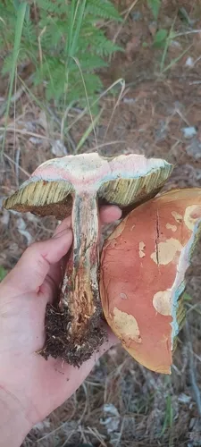 Boletus patrioticus