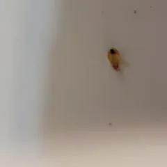Common Bed Bug thumbnail 3