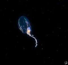 Dimophyes arctica thumbnail 4