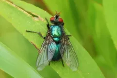 Gymnocheta ruficornis thumbnail 4