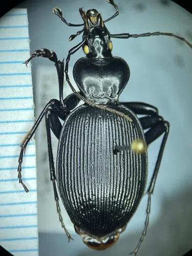 Measured Snail-eating Beetle
