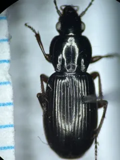 Pterostichus patruelis thumbnail 2