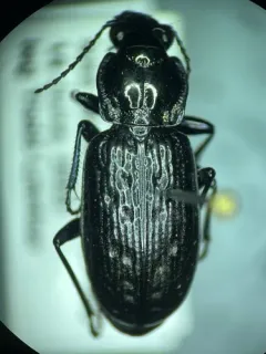 Blethisa quadricollis thumbnail 4