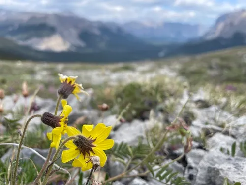 Lake Louise Arnica