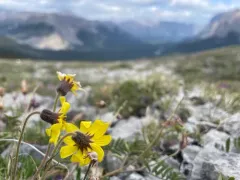 Lake Louise Arnica thumbnail 1