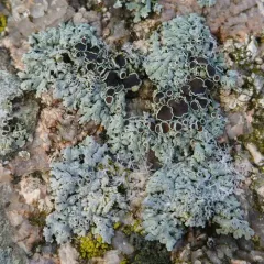 black-eyed rosette lichen thumbnail 4