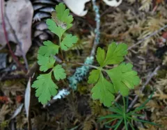 Sanicle Leafminer thumbnail 2