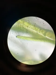 Pithophora roettleri thumbnail 2
