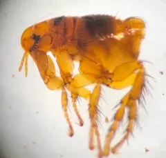 Eastern Rabbit Flea thumbnail 2