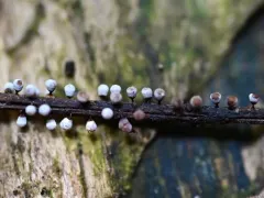 Craterium leucocephalum thumbnail 3