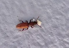 Merchant Grain Beetle thumbnail 3