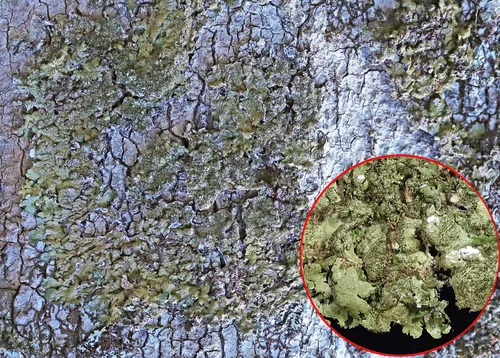 Shiny Camouflage Lichen