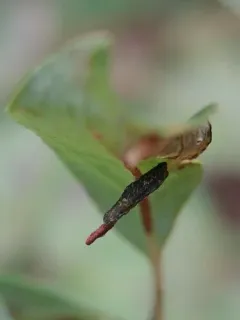 Coleophora cornivorella thumbnail 3
