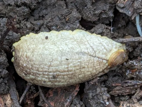 Earshell Slug