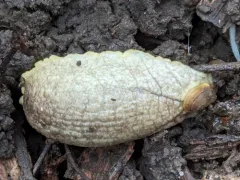 Earshell Slug thumbnail 1