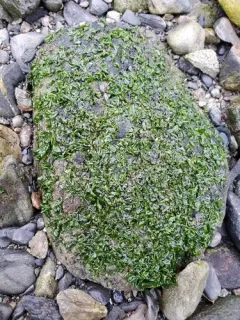 Prasiola meridionalis thumbnail 3