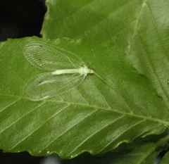 Leucochrysa insularis thumbnail 3