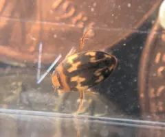 Neoporus undulatus thumbnail 2