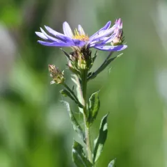 Cascade aster thumbnail 4