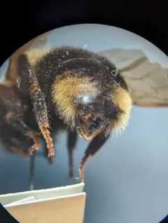 Suckley's Cuckoo Bumble Bee thumbnail 4