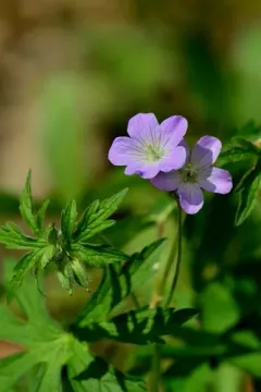 wild geranium thumbnail 3