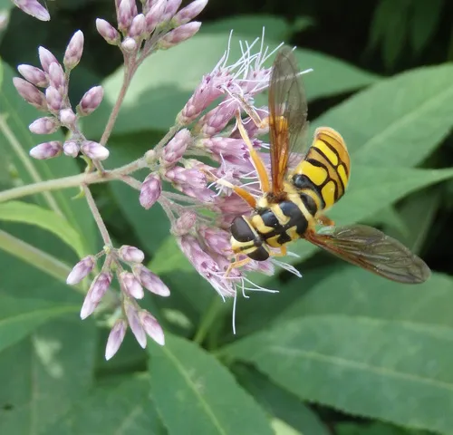 Virginia Giant Hover Fly