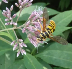 Virginia Giant Hover Fly thumbnail 1