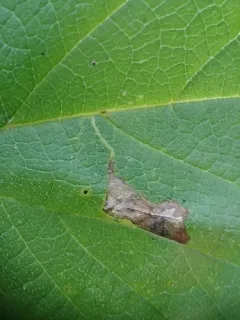 Phyllonorycter celtisella thumbnail 2