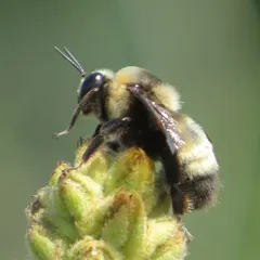 Black-and-gold Bumble Bee thumbnail 2