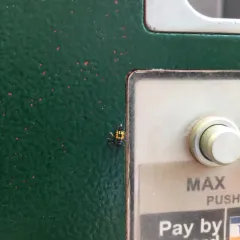 Asian Lady Beetle thumbnail 3