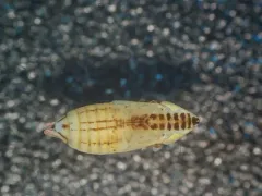 Red-Tailed Leafhopper thumbnail 1