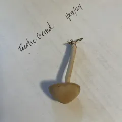 Little Cone Bell thumbnail 2