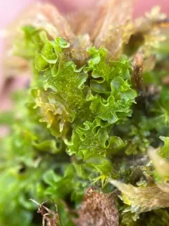 Flotow's Ruffwort thumbnail 3