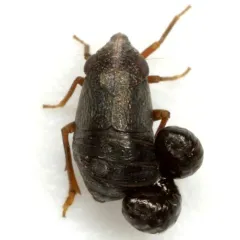 Bruchomorpha oculata thumbnail 4
