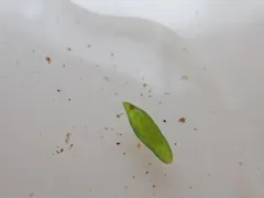 Dalyellia viridis thumbnail 4