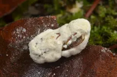 Beauveria pseudobassiana thumbnail 2