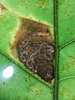 Stigmella altella thumbnail 3