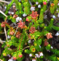Moss Heather thumbnail 4