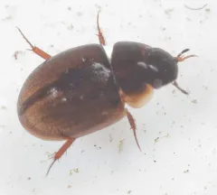 Anacaena limbata thumbnail 2