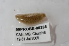 Glossiphonia complanata thumbnail 2