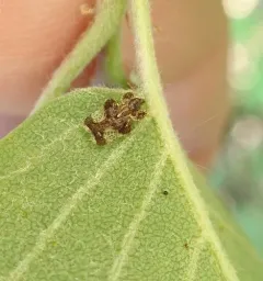 Hawthorn Lace Bug thumbnail 3