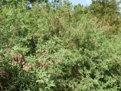 russian salt tree thumbnail 3