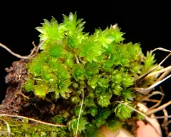 Canary Bryum Moss thumbnail 4