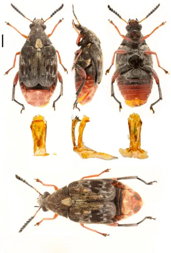 Megabruchidius dorsalis
