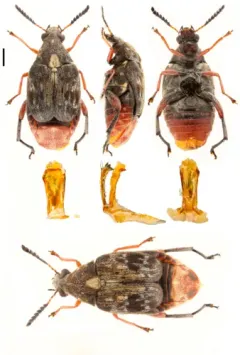 Megabruchidius dorsalis thumbnail 1