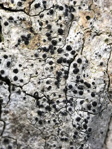 Acrocordia cavata